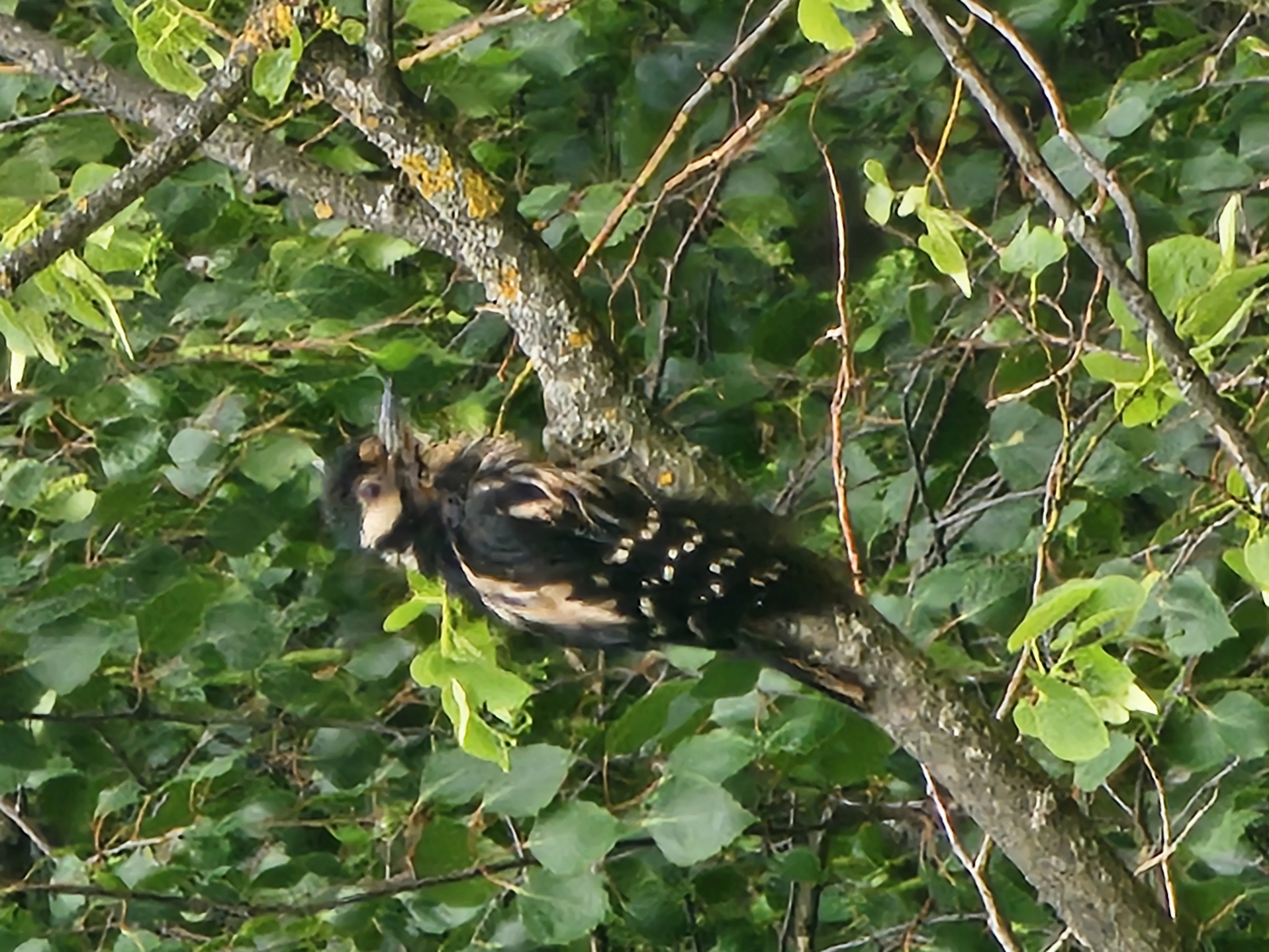 Normal-size image